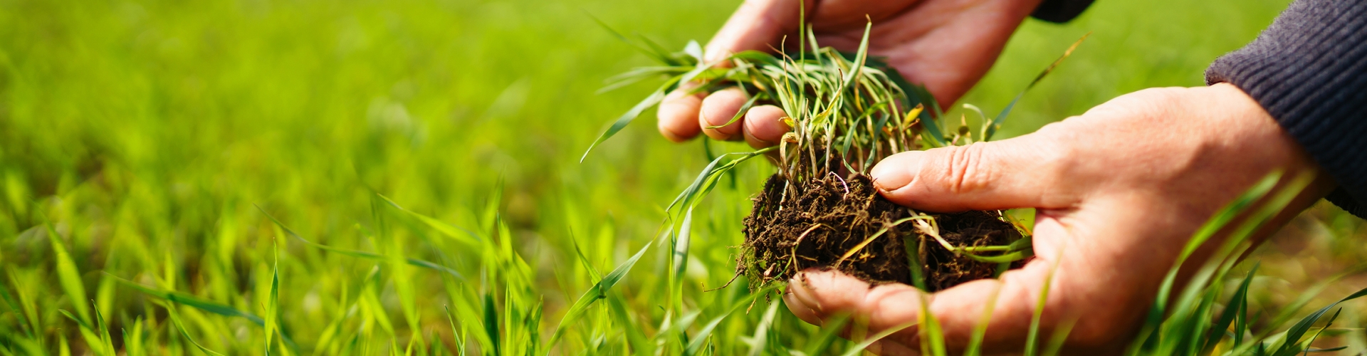 Plant Physiology