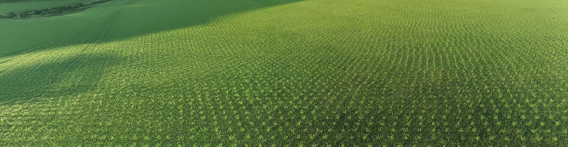 Fescue