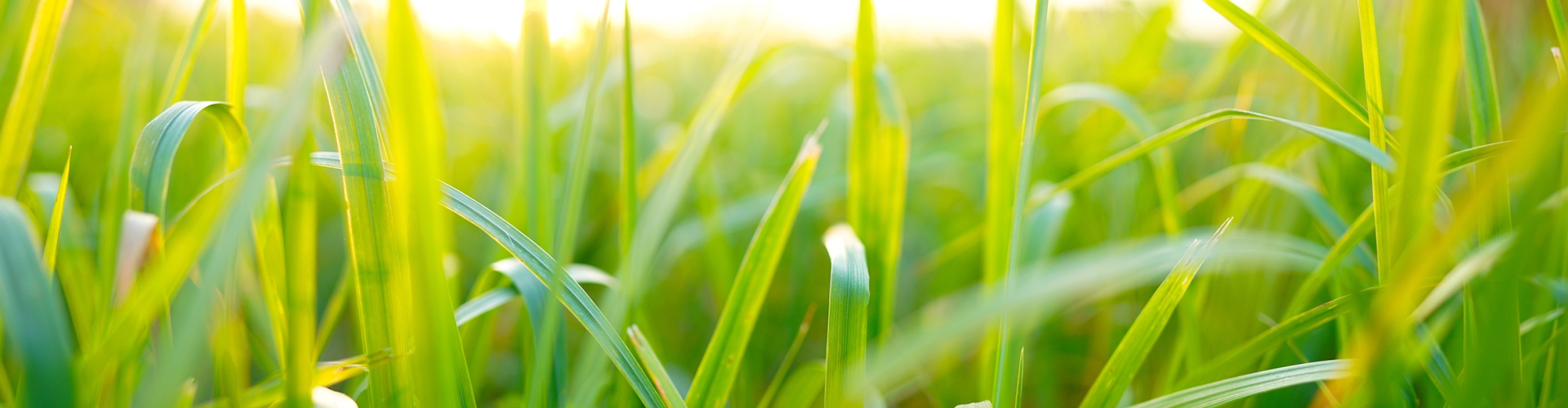 Farm Fodder Flow Spring Grass Growth