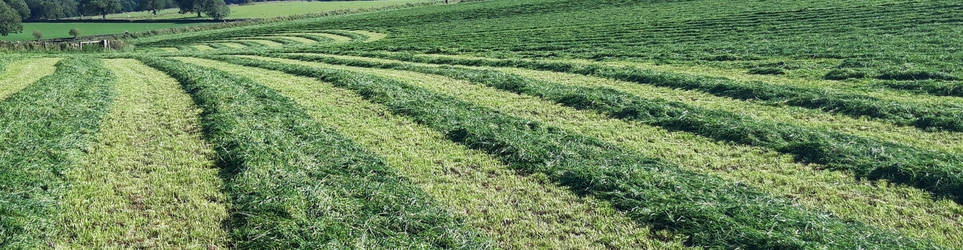 Grass Silage