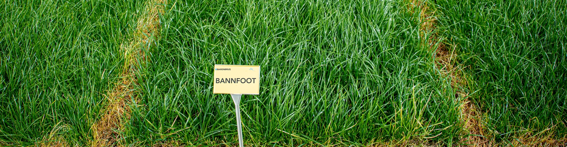 Bannfoot Agriculture Grass Variety