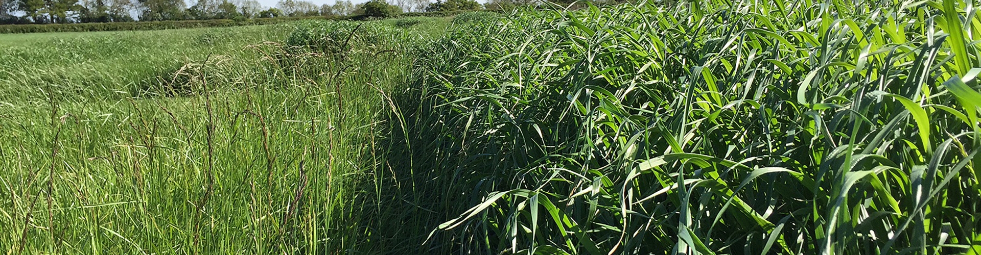 Barspectra II Agriculture Grass Varieties