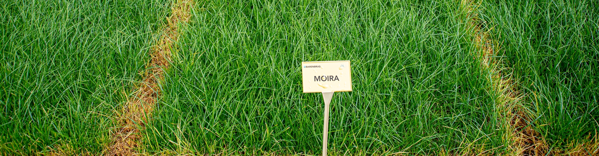 Moira Agriculture Grass Varieties