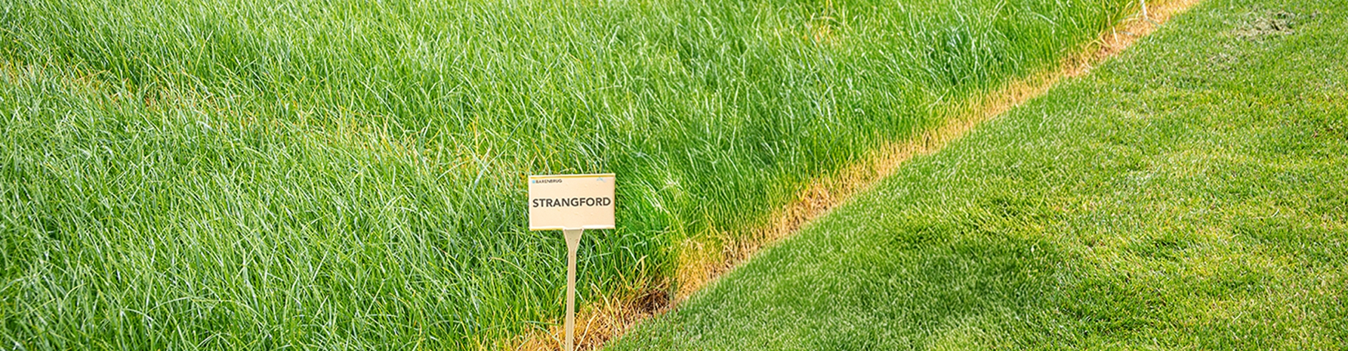 Strangford Agriculture Grass Varieties