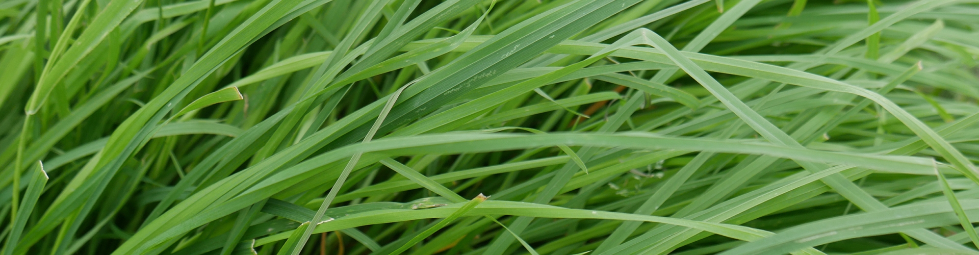 Archibaldi Agriculture Grass Varieties