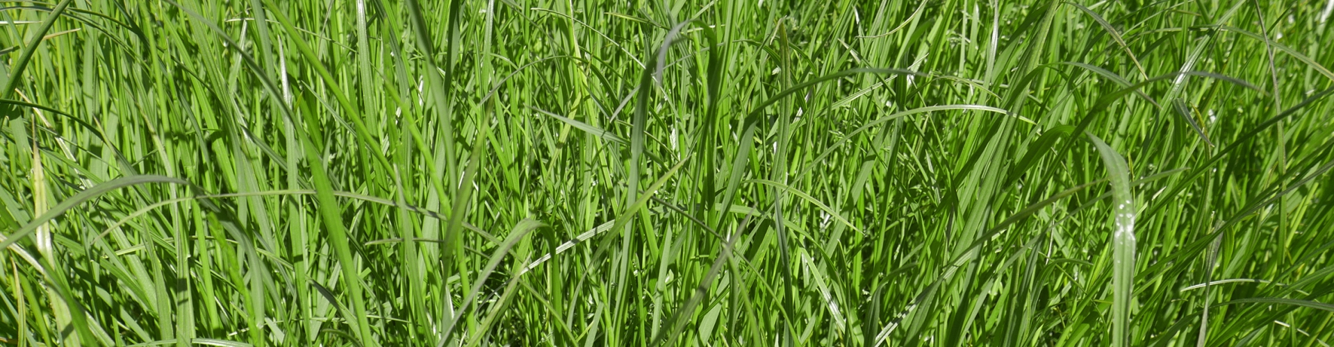 Banbridge Agriculture Grass Varieties