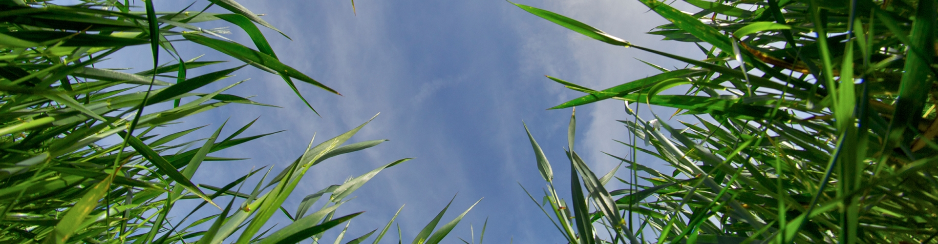 Grass
