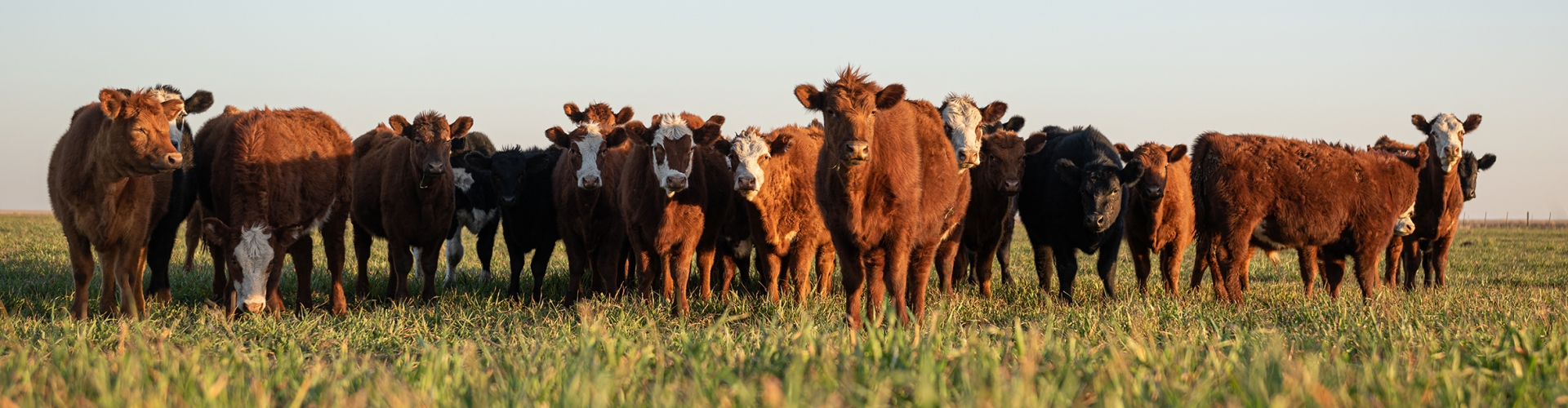 Cows in grass field