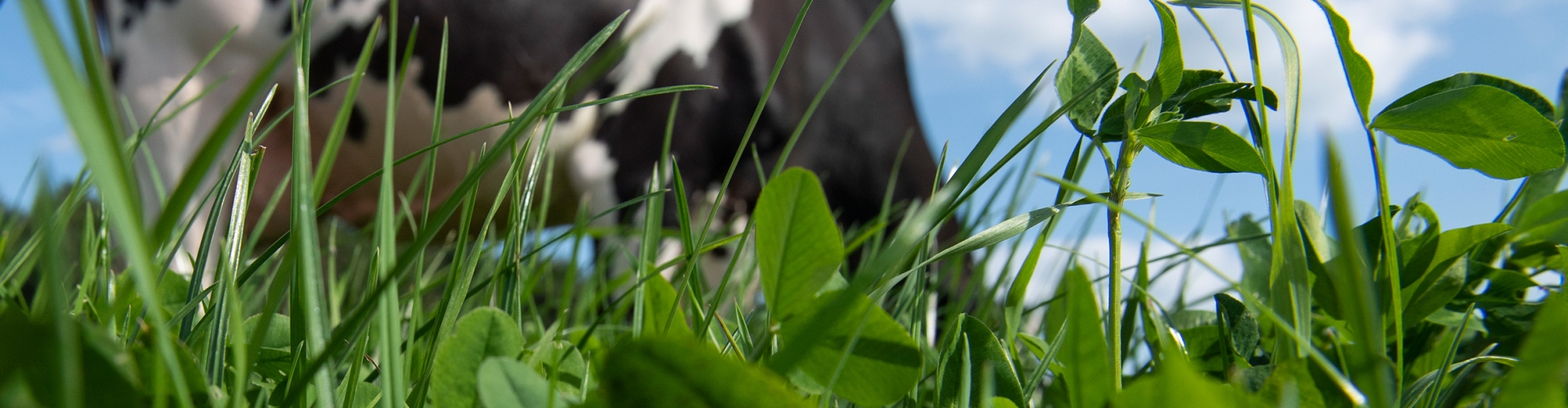 Dairy Cow Grazing