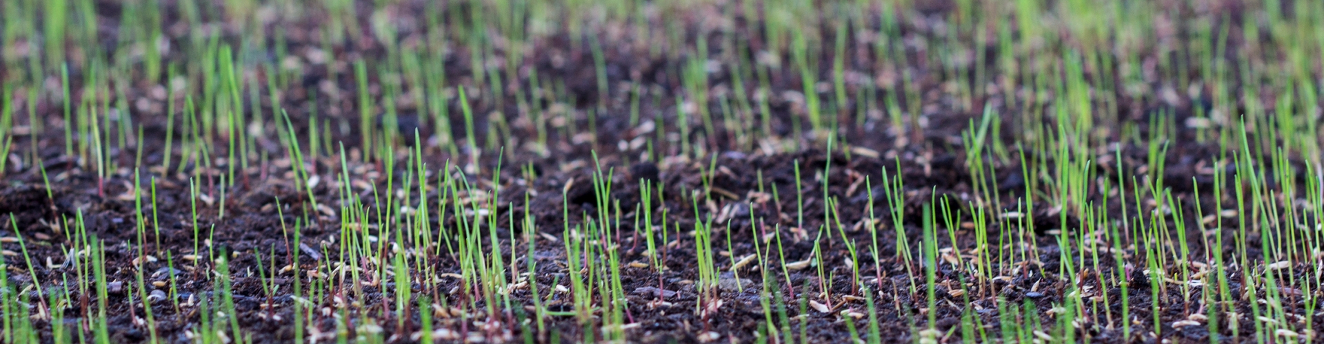 Reseeding and overseeding