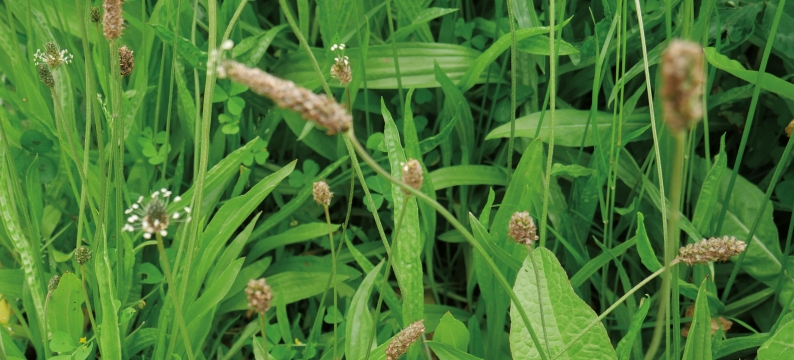 Plantain Captain