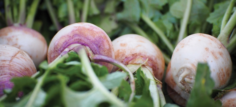 Stubble Turnips