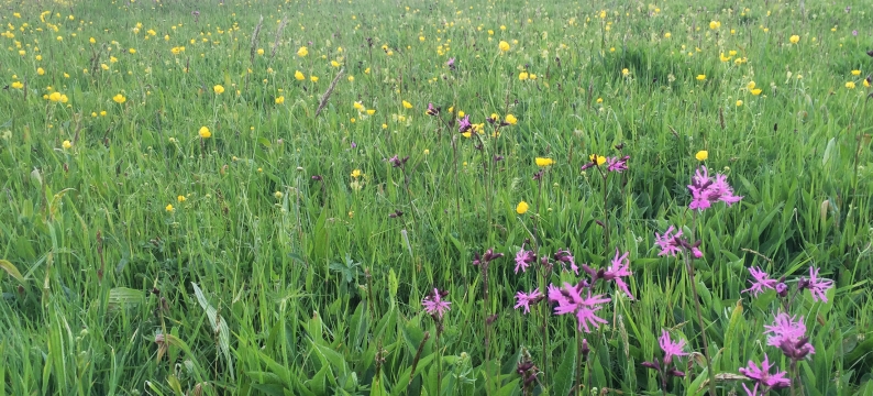 Short Flowers