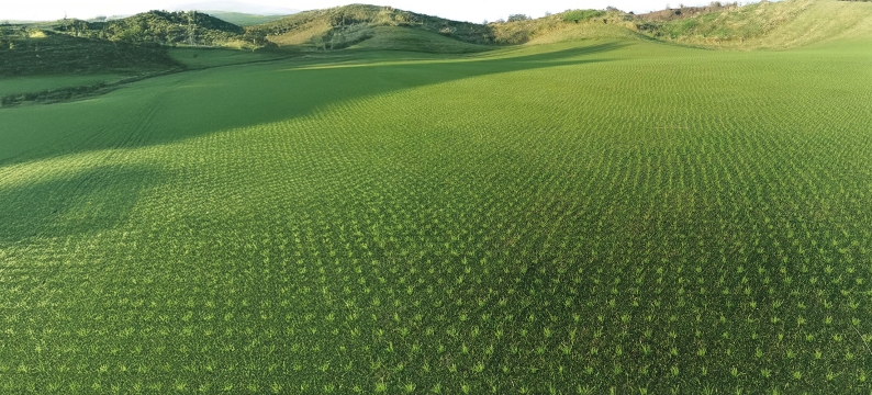 Fescue