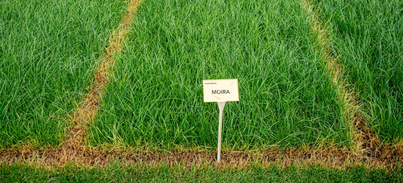 Moira Agriculture Grass Varieties