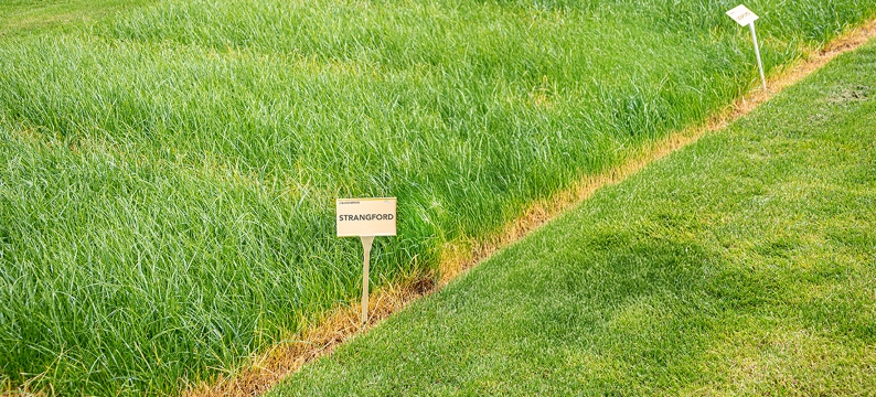 Strangford Agriculture Grass Varieties