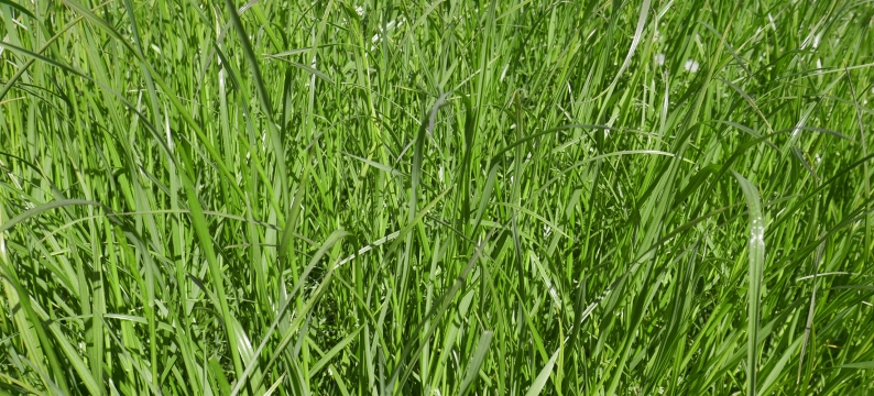 Banbridge Agriculture Grass Varieties