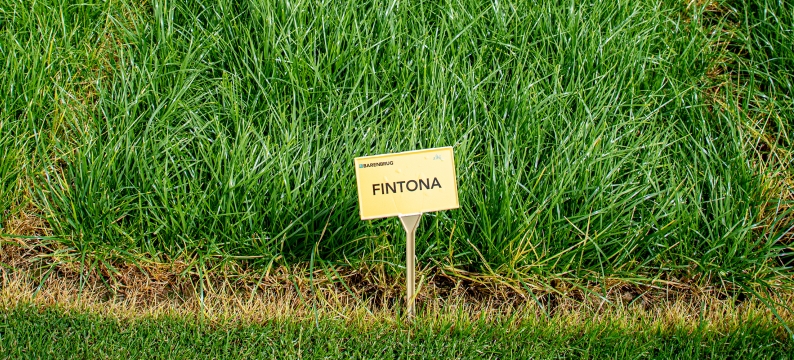 Fintona Agriculture Grass Varieties