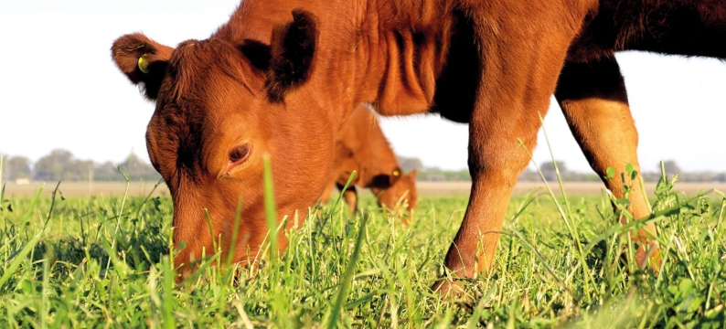 Hybrid Cut and Graze