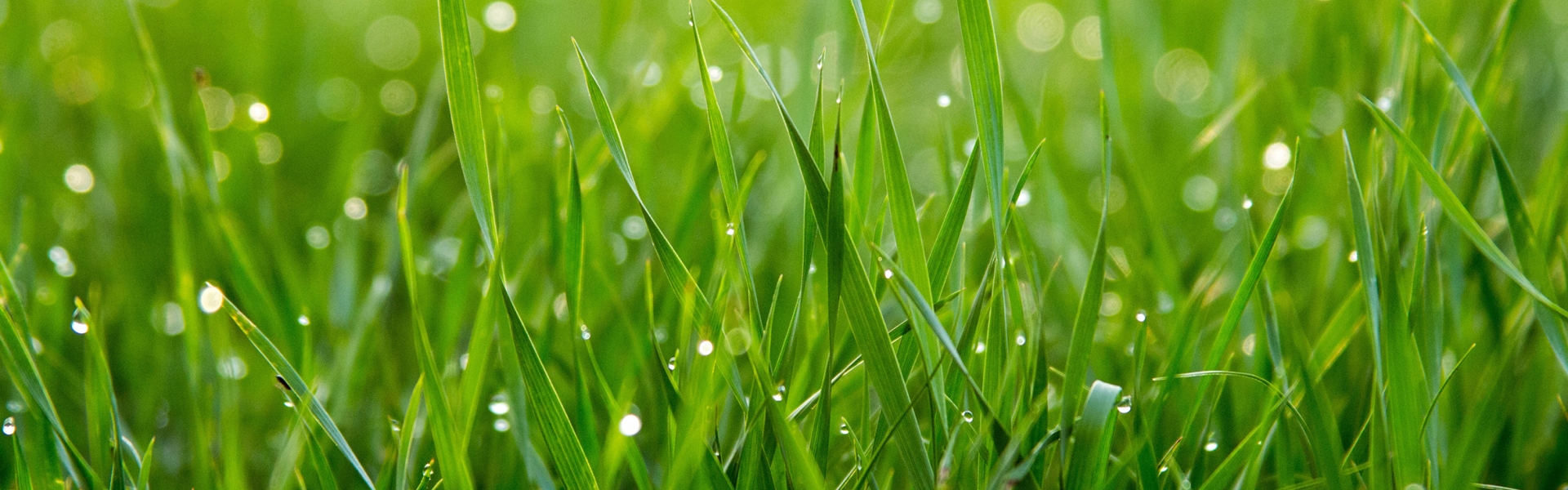 Grass