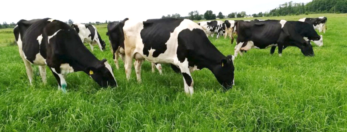 Cows.jpg