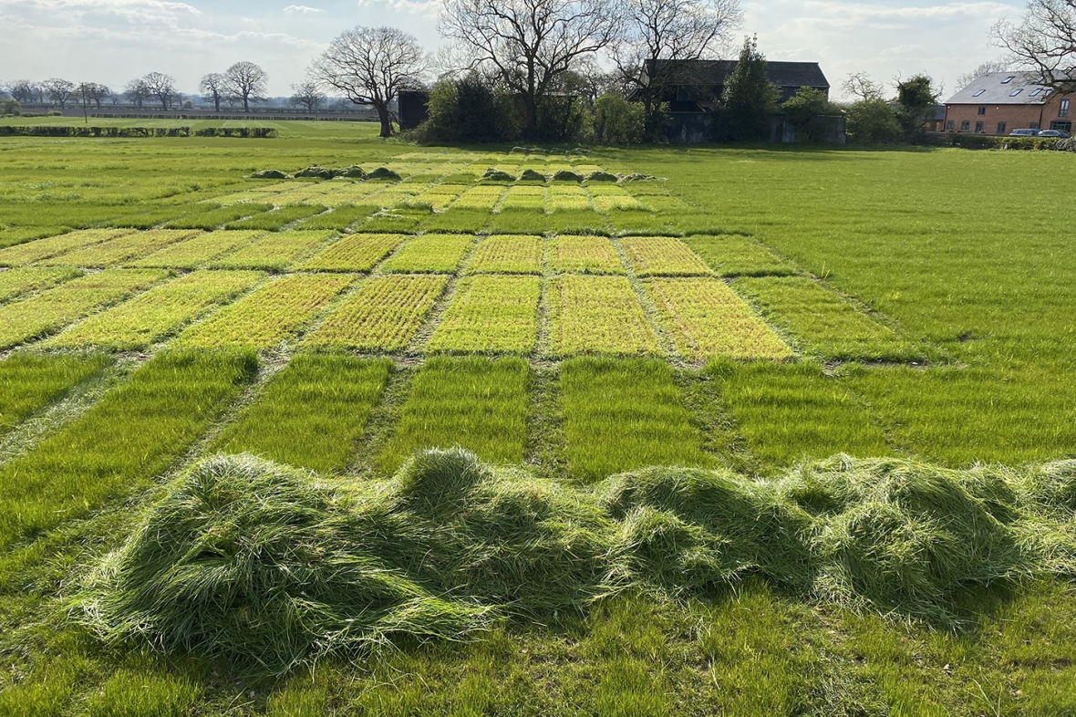 Grass Breeding Station Knutsford