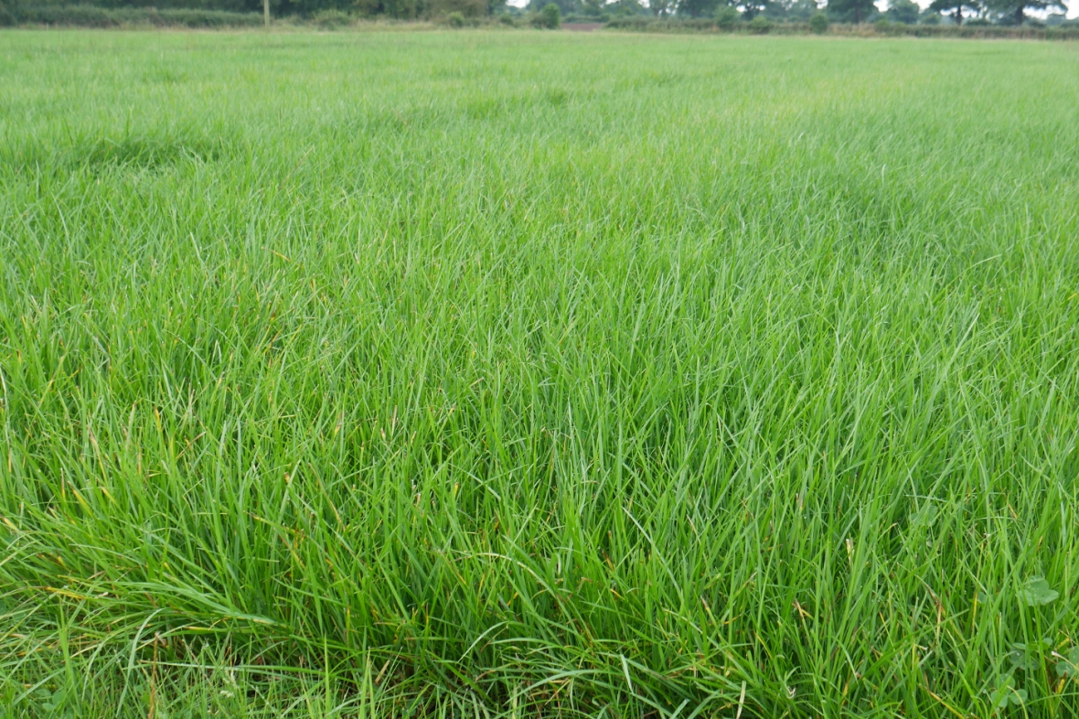 Grass Knutsford