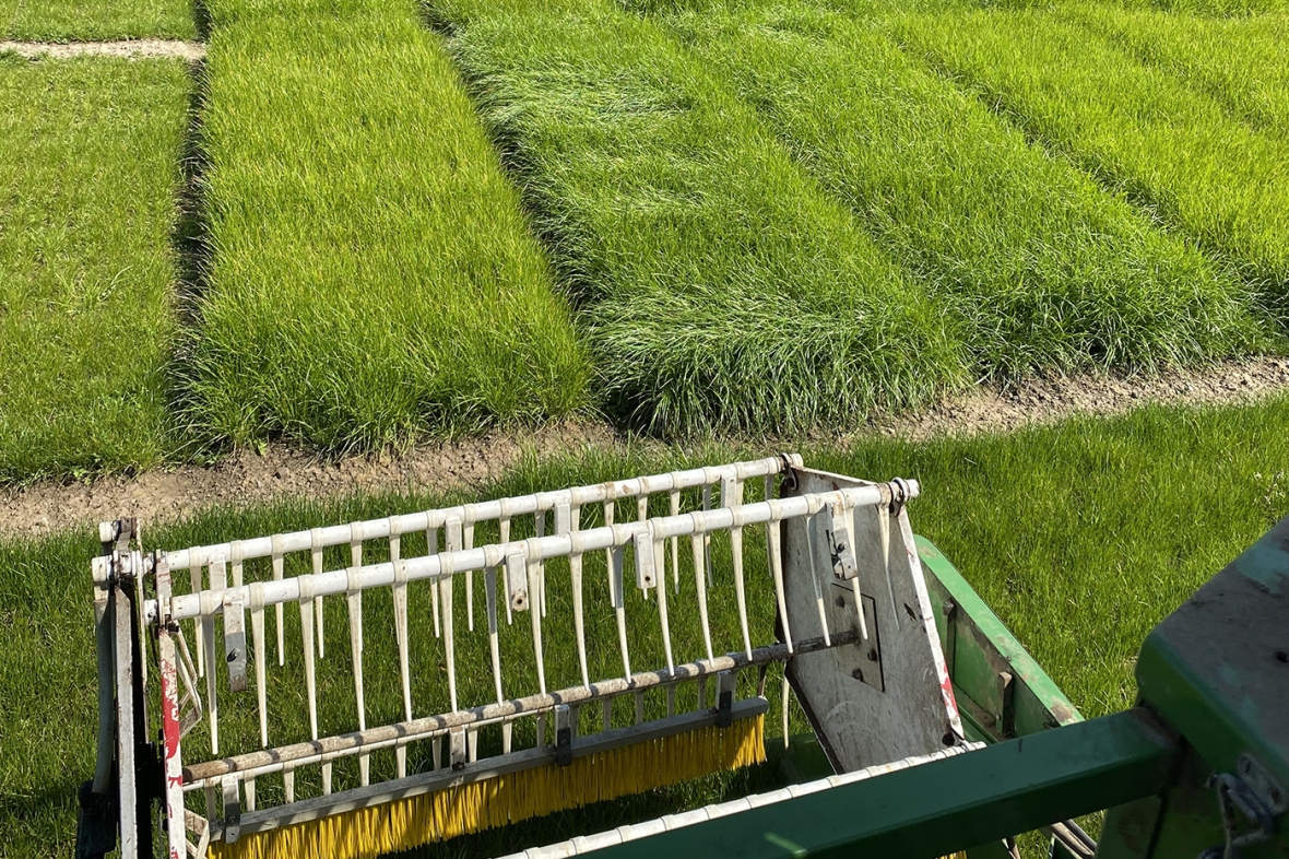 Harvesting Crops Knutsford