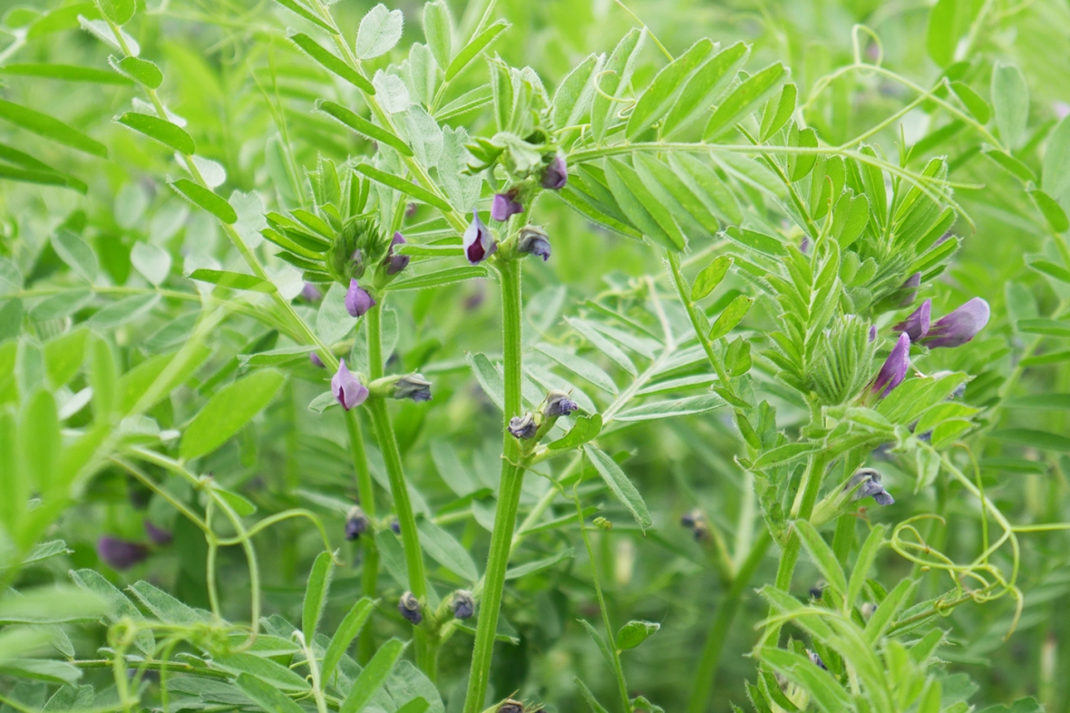 Vetch Knutsford