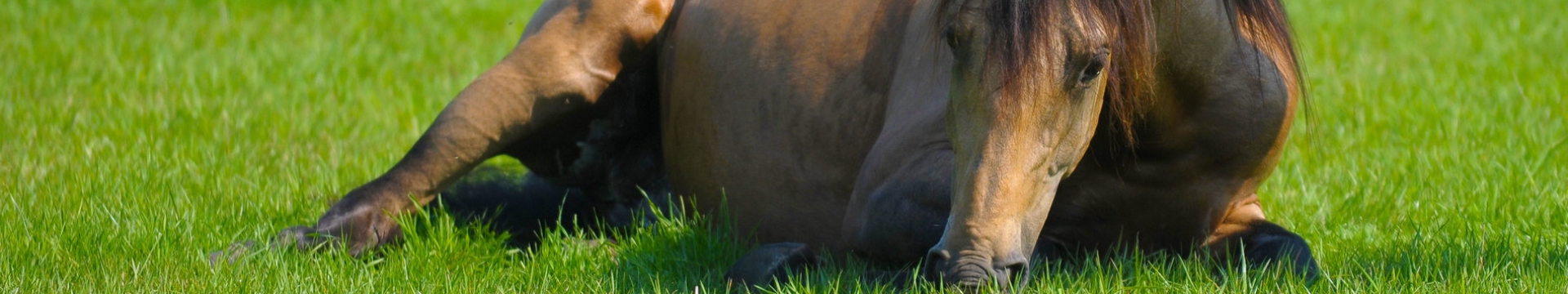 Equestrian products header