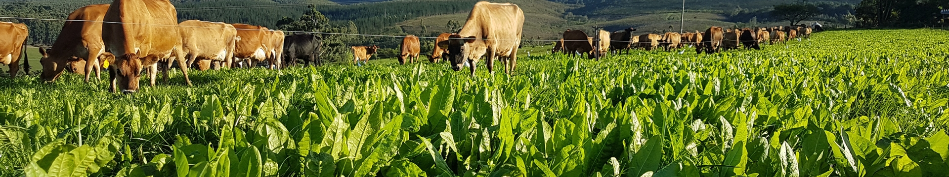 Brassica & Forage Crops