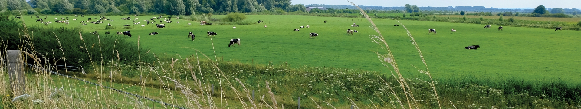 Environmental Schemes