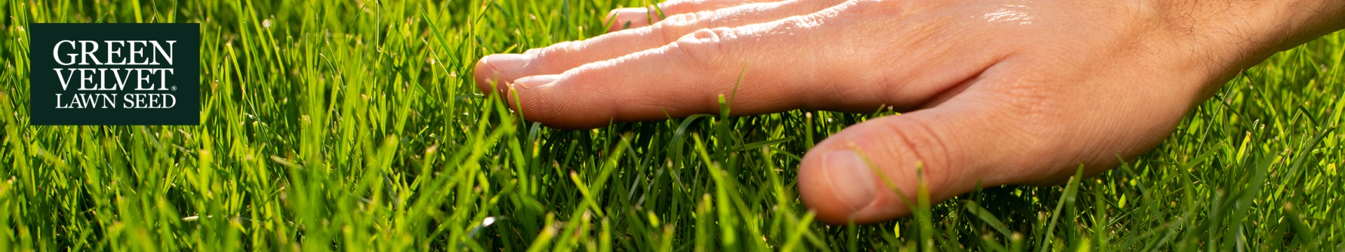 Homelawn Green Velvet Lawn Seed