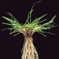 Perennial Ryegrass - Lolium perenne