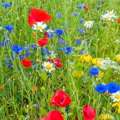 Universal Wildflowers 80/20