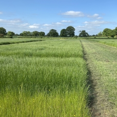 Knutsford